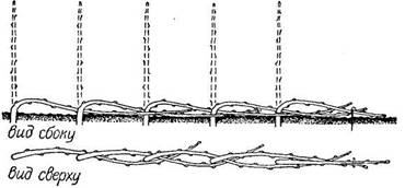 Схема укладки подвоев для получения горизонтальных отводков способом заплетения