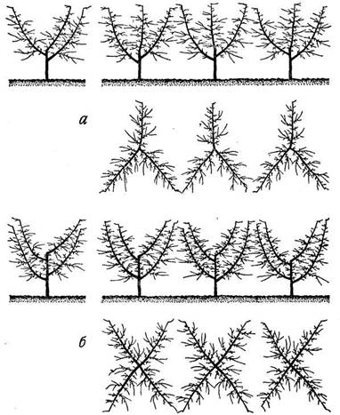 Схема размещения основных ветвей деревьев, сформированных в виде вазообразной кроны: а) из трех ветвей; б) из четырех ветвей