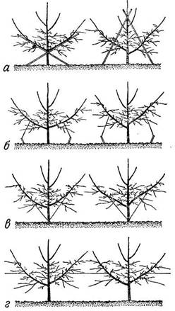 Способы наклона основных ветвей яруса: а) к рейкам, поставленным крестообразно и «шалашом»; б) к кольям, забитым под каждую основную ветвь; в) проволокой к гвоздю, забитому в штамб; г) связыванием ветвей соседних деревьев