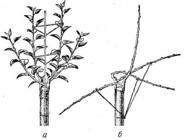Уход за прививками: слева – подвязка растущих прививок; справа – выделение побега продолжения проводника (либо основной ветви).
