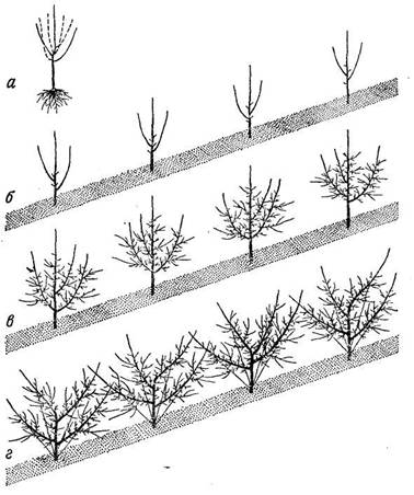 Последовательность формирований вазообразной кроны яблони из четырех ветвей: а) обрезанный до посадки двухлетний саженец; б) сориентированные при посадке саженцы; в) четырех-, пятилетние деревья перед формированием кроны; г) вид сформированных деревьев.