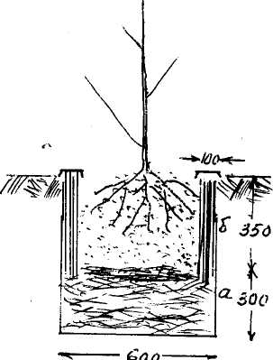 Посадка плодовых саженцев на тяжелых или переувлажненных почвах в ямы с донным (а) и вертикальным (фашины) – (б) дренажем.