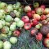 Падалица, яблоки, гнилые плоды, вредители, уборка сада