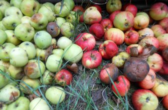 Падалица, яблоки, гнилые плоды, вредители, уборка сада