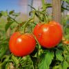 как вырастить сладкий томат