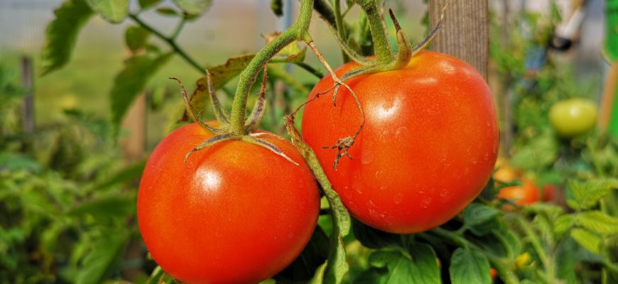 как вырастить сладкий томат