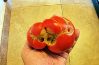 наросты на помидорах