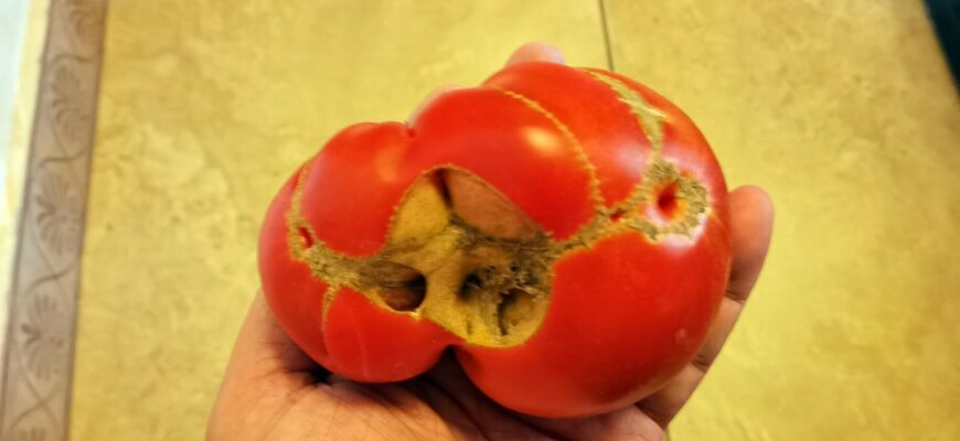 наросты на помидорах