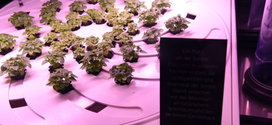 Выращивание шпината на гидропонике