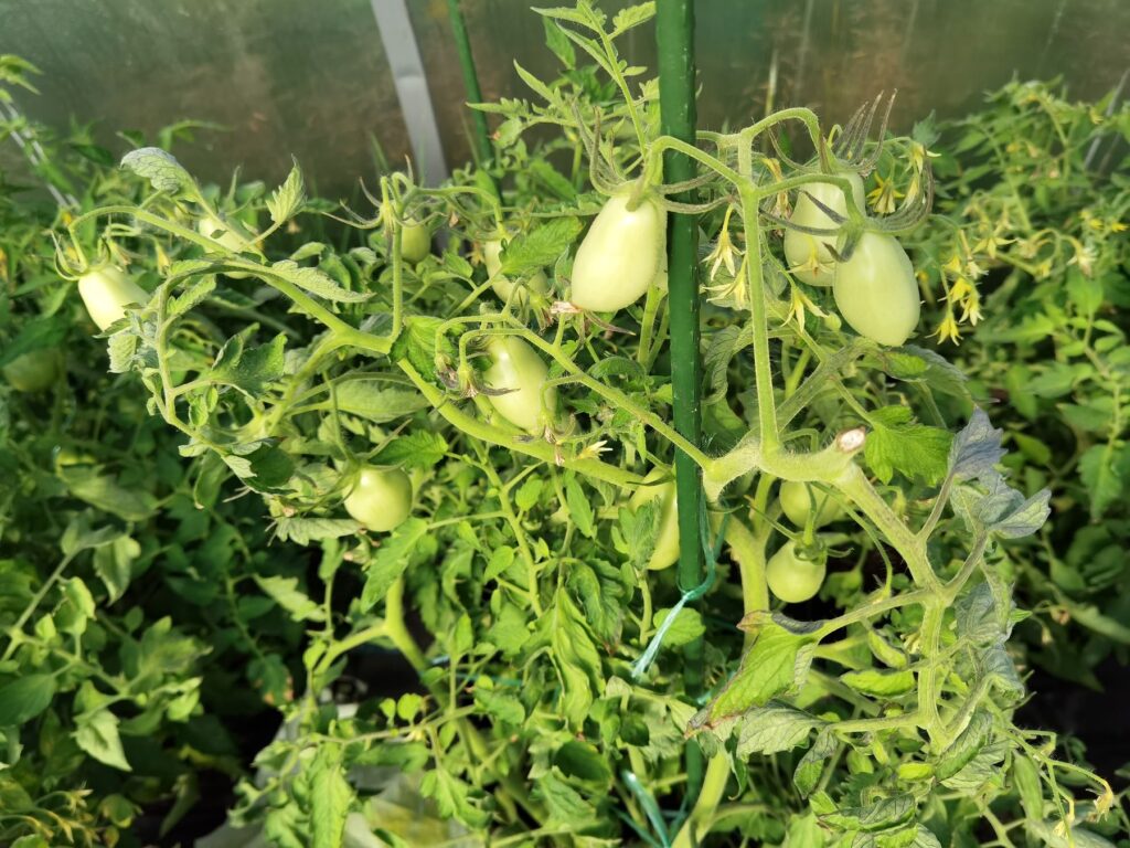 Удаление точки роста на томатах